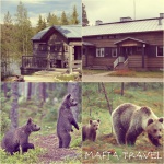 Отель в диком лесу. Wild Brown Bear Hotel, Finland 